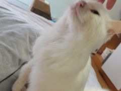 -贝利宠物医院·骨科·眼科·肿瘤转诊中心(南坪诊疗中心)