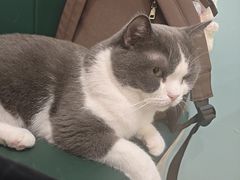 -安格丽娜·狗咖·猫咖羊驼咖(春熙路百盛商场店)