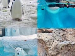 -珠海长隆海洋王国
