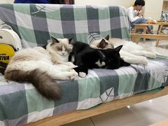 -鼓捣猫呢主题猫咖店