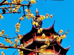 -红梅公园