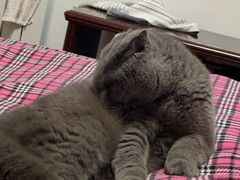 -艾贝尔宠物医院·24H转诊中心·肿瘤猫专科(江宁双龙店)