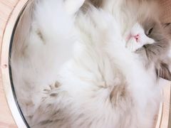 -北京派仕佳德动物医院·超导核磁·CT·神经科·骨科·内外科·急重症管理中心