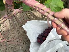 -马陆小张葡萄园农家乐