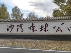 -金塔沙漠胡杨林景区
