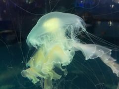 -泉城欧乐堡海洋极地世界