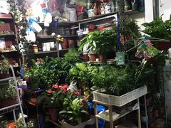 -苏州艺都古玩花鸟市场