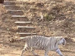 -石家庄市动物园