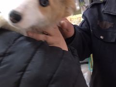 -小叮当动物医院·骨科·眼科