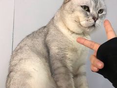 -Heymao猫咖.咖啡厅(东门店)