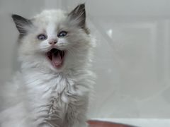 -青奢宠物·青奢猫舍