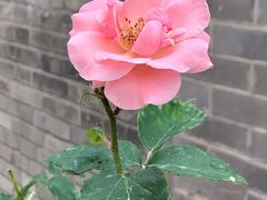 -萤火虫咖啡(后海店)