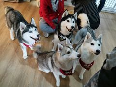 -Husky Go! 哈士奇体验馆·宠物咖啡厅狗咖