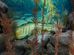 -上海海洋水族馆