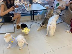 -怪兽屋·羊驼·猫咖·狗咖(俊华广场店)