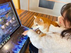 -豆柴町-柴犬主题狗咖(红鼎国际C座店)