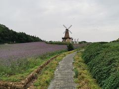 -大塘金香草谷