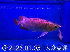-海碗居老北京炸酱面(增光路店)