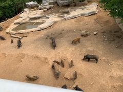 -青岛森林野生动物世界