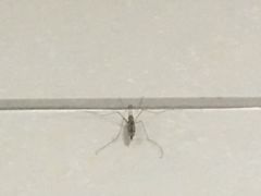 -上海市第六人民医院(临港院区)