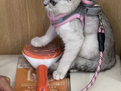 -瑞派长江宠物医院·猫科·外科·24小时夜护(谊城公寓分院)