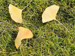 -重庆市江北嘴中央商务区中央公园