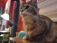 -猫色咖啡·猫咖