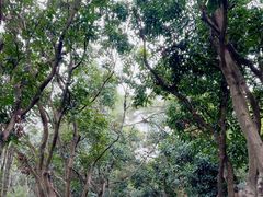 -燕晗山郊野公园