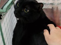 -宠爱国际动物医院·消化内科·心肾内科·ISFM猫友好(望京店)