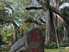 -瑞丽独树成林风景区