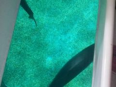 -暹罗海洋世界