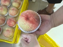 -老袁家蜜桃农场·阳山水蜜桃