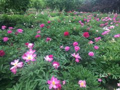 -合肥三国新城遗址公园