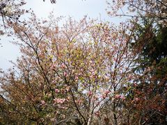 -樱花山风景区