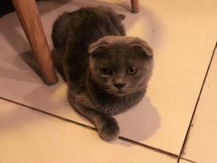 -平行世界·猫咖(首经贸店)