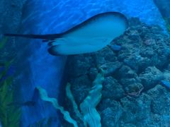 -芜湖新华联大白鲸海洋公园