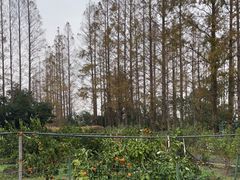-前小桔亲子创意农场·草莓采摘·露营烧烤