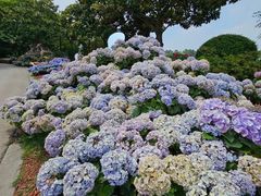 -上海鲜花港