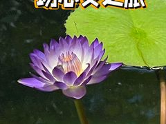 -龙华寺