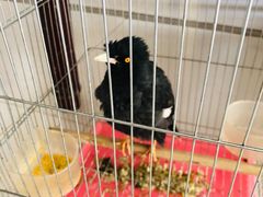 -姚记抚仙湖石锅鱼庄