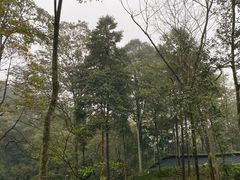 -中国大熊猫保护研究中心雅安碧峰峡基地