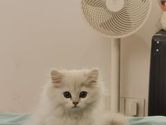 -欣宠猫屋·矮脚拿破仑·蓝金金渐层