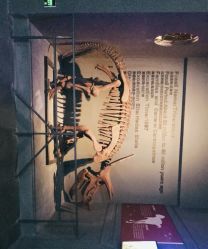 -恐龙探索乐园(磁器口店)