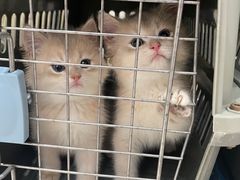 -lincat·猫舍(广州店)