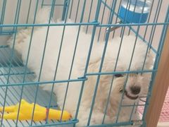 -翊宠yipet猫狗购宠庄园犬舍•猫舍