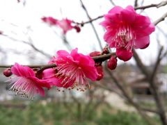 android_upload_pic-秀丽东方