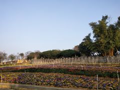 -松山湖梦幻百花洲