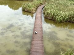-盐城丹顶鹤湿地生态旅游区