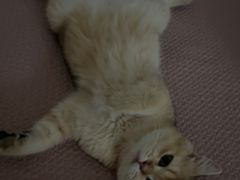 -瑞派福兴宠物医院犬猫全科·骨科·中西医结合(河东店)