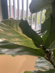 -WENDY·温迪皮肤管理